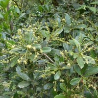 Semecarpus coriaceus Thwaites
